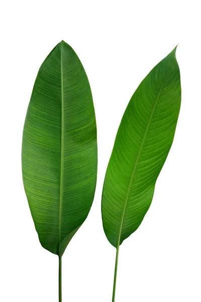 Banan Jak Zielone Liście Strelitzia Heliconia Tropikalnych Roślin Leśnych Izolowanych — Zdjęcie stockowe