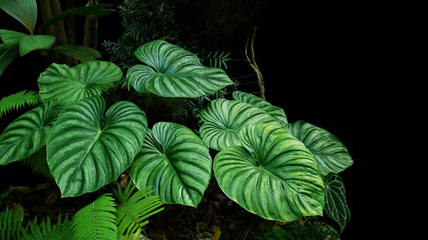 Сердцевидные Двуцветные Листья Philodendron Pllowmanii Редкое Экзотическое Растение Тропических Лесов — стоковое фото