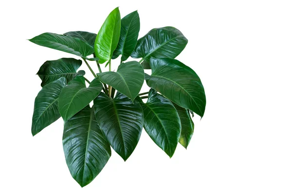 Κρεμαστό Φυτό Pothos Διάβολοι Κισσός Λιάνα Πράσινα Και Ποικιλόμορφα Φύλλα — Φωτογραφία Αρχείου
