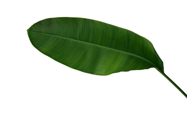 Beyaz Arka Planda Izole Edilmiş Yeşil Heliconia Yaprağı Strelitzia Tropikal — Stok fotoğraf