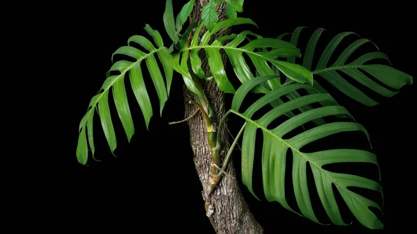 Foglie Verdi Della Pianta Nativa Monstera Epipremnum Pinnatum Liana Che — Foto Stock