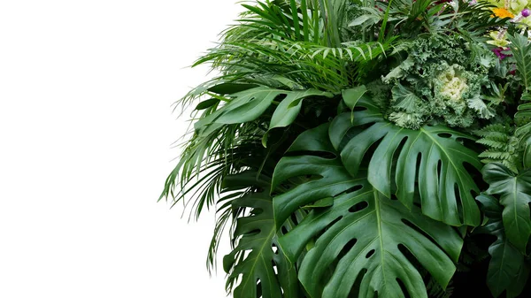 Monstera Und Tropische Blätter Laub Pflanze Busch Blumenarrangements Natur Hintergrund — Stockfoto