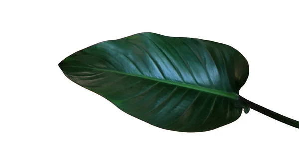 Mörkgrön Blad Philodendron Röd Congo Rojo Kongo Tropiska Blad Inomhus — Stockfoto