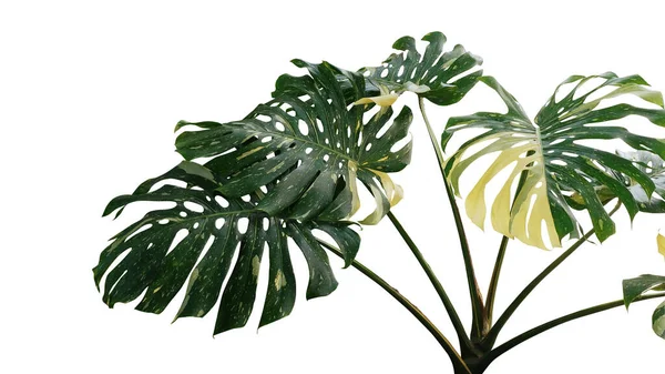 モンステラの斑入り緑黄色の葉や分裂葉のフィロデンドロン モンステラおいしいです 熱帯の葉植物 クリッピングパスを持つ白い背景に隔離された人気の屋内植物 — ストック写真
