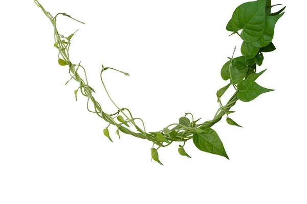 Twisted Jungle Vines Liana Plant Heart Shaped Green Leaves Isolated — Stock Photo, Image