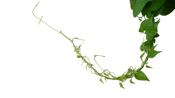 Hartvormige Groene Bladeren Gedraaide Wijnstokken Liana Jungle Plant Geïsoleerd Witte — Stockfoto