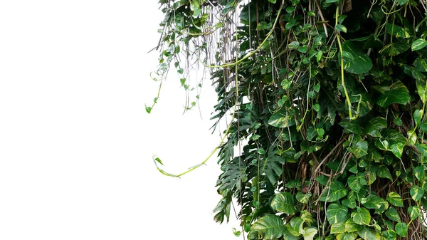 Pendaison Pothos Diables Liane Vigne Liane Plante Aux Feuilles Vertes — Photo