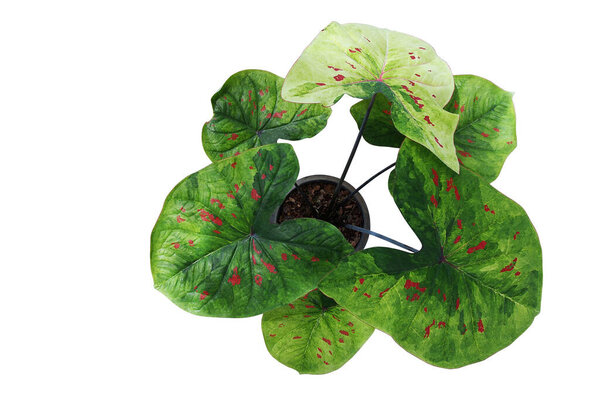 Top view of fancy leaf Caladium potted plant, heart shaped green variegated leaves with red spots tropical foliage houseplant isolated on white background with clipping path.