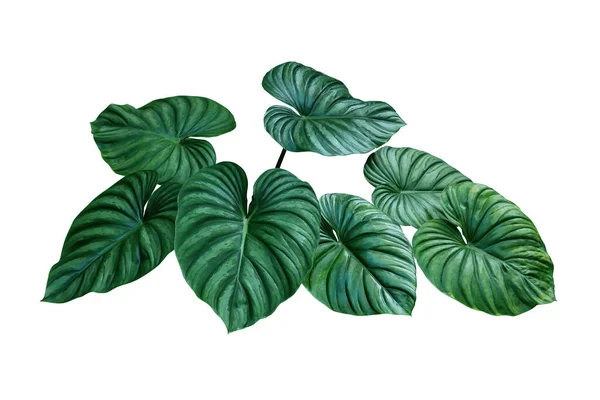 凤毛麟属植物的心形双色叶 在白色背景上分离的稀有异国情调的热带雨林树叶 剪枝途径包括 — 图库照片