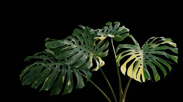 Bunte Grün Gelbe Blätter Der Tropischen Blattpflanze Monstera Philodendron Monstera — Stockfoto