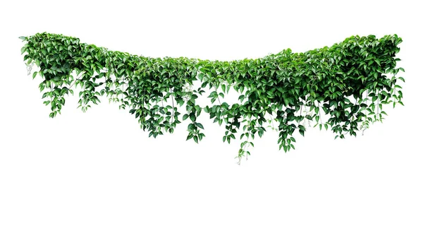 Hanging Vines Ivy Foliage Jungle Bush Heart Shaped Green Leaves — Stock Photo, Image