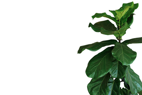 Green leaves of fiddle-leaf fig tree (Ficus lyrata) the popular ornamental tree tropical houseplant isolated on white background, clipping path included.