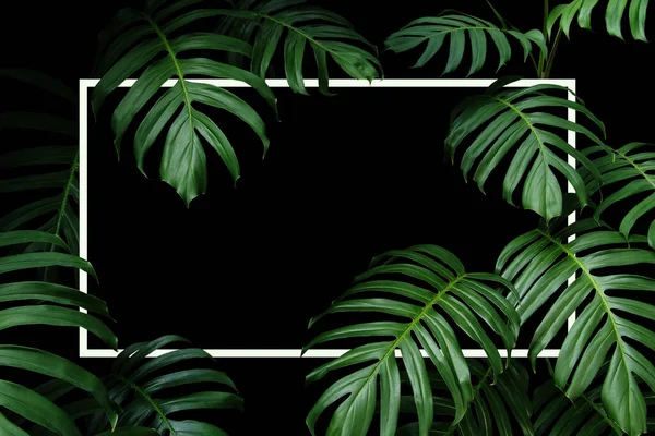 熱帯の葉の自然のフレームレイアウト濃い緑の葉ネイティブMonstera黒の背景に白いフレームを持つ森林植物 — ストック写真
