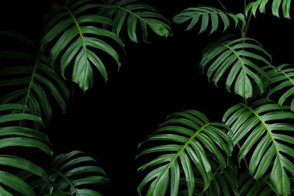 Dunkelgrüne Blätter Der Einheimischen Monstera Der Tropenwaldpflanze Immergrüne Reben Naturblattrahmen — Stockfoto