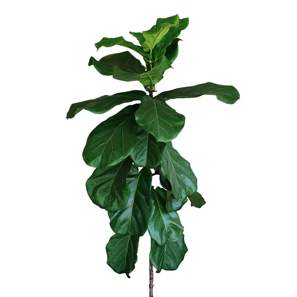 Foglie Verdi Fico Foglia Violino Ficus Lyrata Popolare Albero Ornamentale — Foto Stock