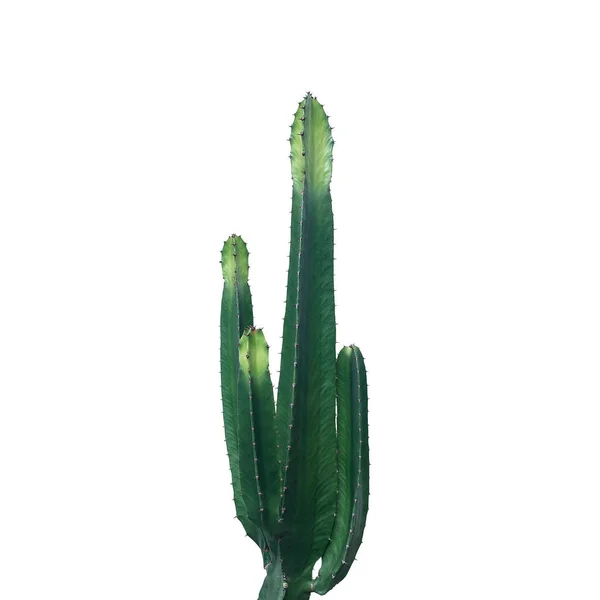 Planta Espinosa Ornamental Con Tallos Verdes Suculentos Cactus Euphorbia Ingens —  Fotos de Stock