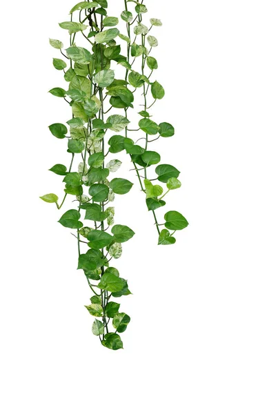 Opknoping Pothos Duivels Klimop Liaan Plant Met Groene Bonte Bladeren — Stockfoto