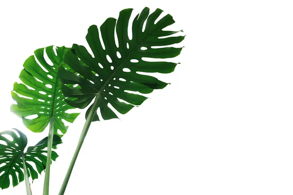 Zöld Szabadság Monstera Növény Vagy Hasított Levelű Philodendron Monstera Deliciosa — Stock Fotó