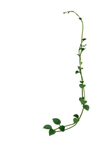 ハート型の緑の多肉植物の自然フレームレイアウトつる植物を登るマラバールほうれん草またはクリーピングつるほうれん草 バセラアルバ 白い背景に隔離され クリッピングパスが含まれています — ストック写真