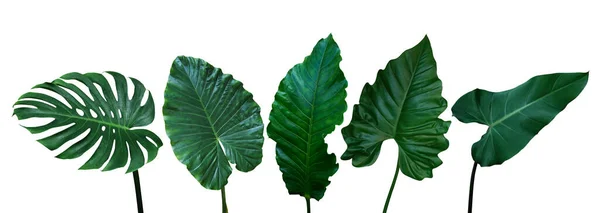 白い背景にクリッピングパス モンステラの緑の葉 アロカシア アンスリウム フィロデンドロンで隔離された熱帯の葉はエキゾチックな葉植物 — ストック写真