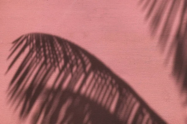 Palm Listy Stín Neon Růžová Barva Malované Betonové Stěny Textury — Stock fotografie