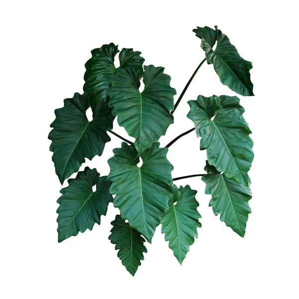 Dunkelgrüne Blätter Der Philodendron Art Philodendron Speciosum Der Tropische Blattkletterpflanzenstrauch — Stockfoto