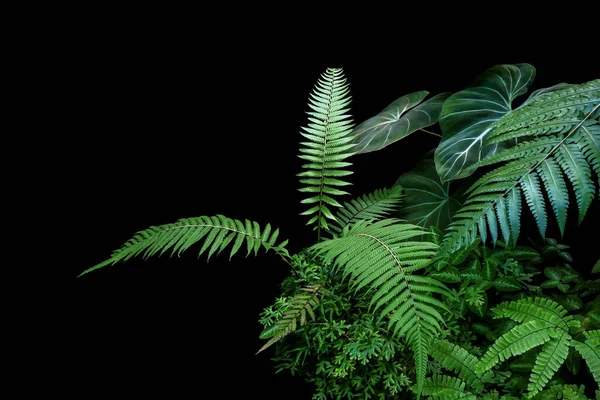 フィロデンドロンの葉 Philodendron Gloriosum と熱帯雨林の植物は黒い背景に茂る — ストック写真