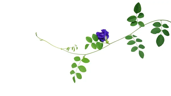 Videira Folhas Verdes Com Flor Azul Pigeonwings Asiático Ervilha Borboleta — Fotografia de Stock