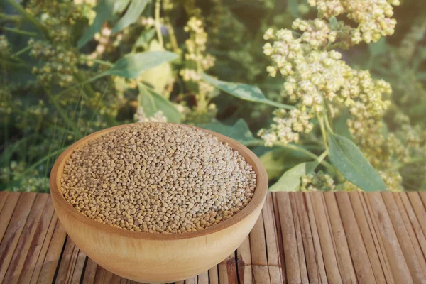 Superfood Quinoa seeds one of the world\'s most popular gluten-free health foods in wooden bowl on bamboo plank table against quinoa plant blurred background.