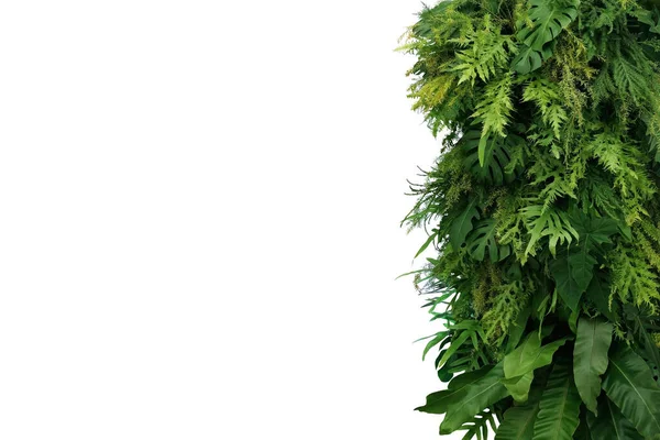 Τροπικά Φύλλα Φυλλώματος Θάμνος Φυτό Κάθετη Πράσινο Τοίχο Περίγραμμα Της — Φωτογραφία Αρχείου