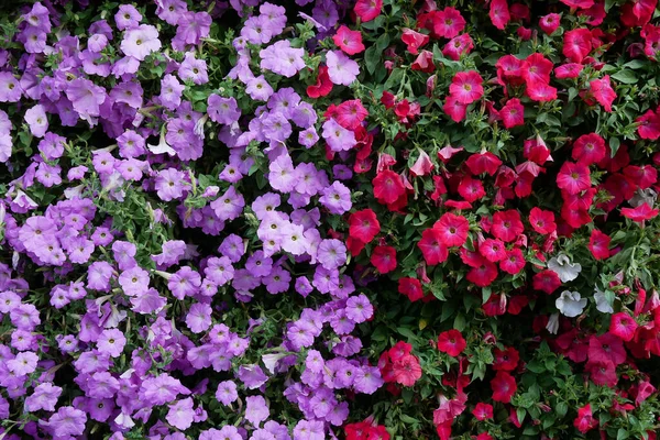 Giardino Verticale Natura Sfondo Petunie Rosse Viola Fiori Piante Foglie — Foto Stock