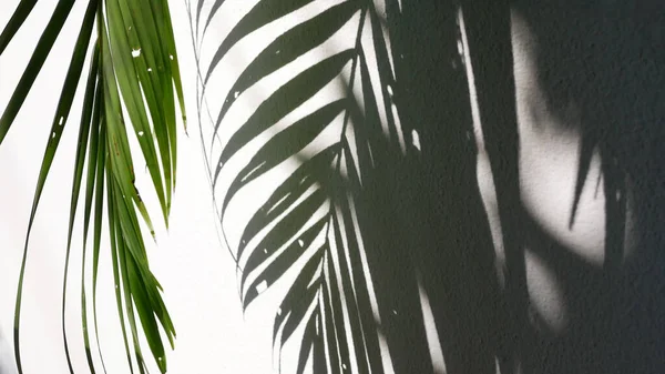 Feuilles Palmier Tropicales Avec Ombres Sur Mur Béton Blanc Abstrait — Photo