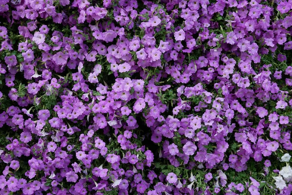 Giardino Verticale Natura Sfondo Petunia Viola Fiori Foglie Verdi Sfondo — Foto Stock