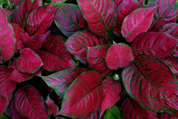 Red Aglaonema Kleurrijke Gebladerte Kamerplant Bonte Bladeren Patroon Natuur Textuur — Stockfoto