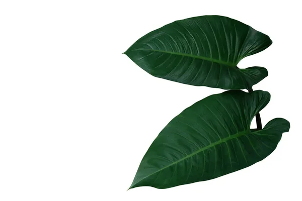 Coração Forma Folhas Verdes Escuras Philodendron Folhagem Tropical Planta Sempre — Fotografia de Stock