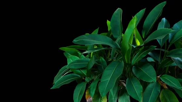 Tmavě Zelené Listy Heliconia Tropické Listoví Rostlina Keře Rostoucí Volné — Stock fotografie