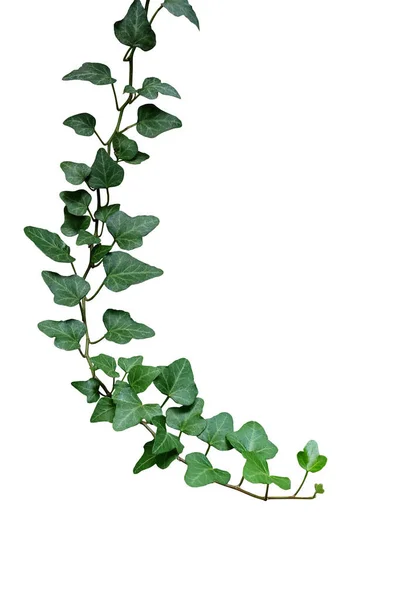 Zöld Levelek Borostyán Mászó Szőlő Növény Lógó Ága Cserepes Borostyán — Stock Fotó