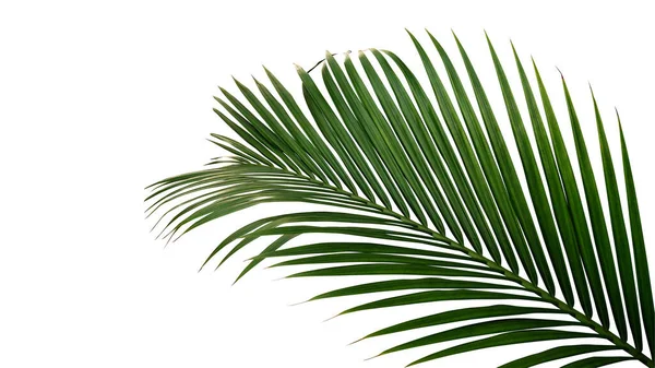 Folhas Verdes Nipa Palmeira Manguezal Nypa Fruticans Planta Verde Tropical — Fotografia de Stock