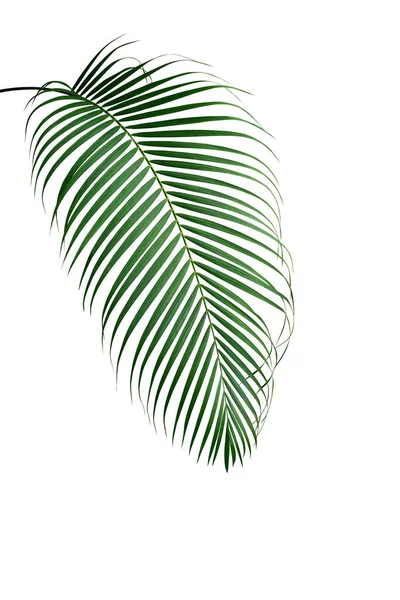 Planta Tropical Folhagem Folhas Palma Isolada Fundo Branco Caminho Recorte — Fotografia de Stock