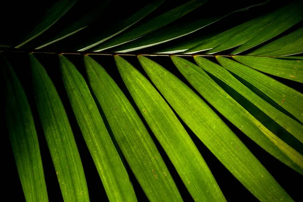 Patrón Naturaleza Verde Hoja Palma Tropical Sobre Fondo Negro —  Fotos de Stock