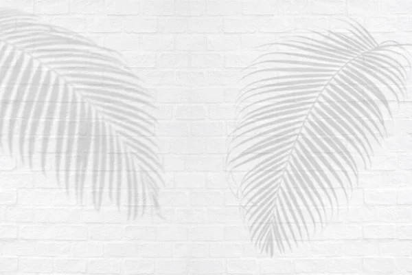 Palmier Tropical Laisse Des Ombres Sur Fond Texture Murale Brique — Photo