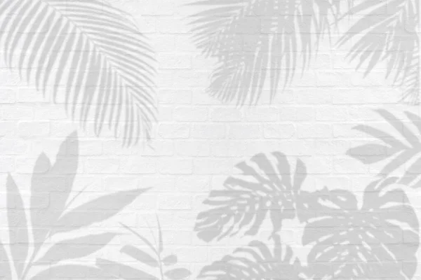 白色砖墙纹理背景上的Monstera 棕榈和其他热带树叶植物阴影 — 图库照片