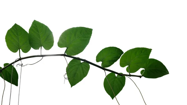 Καρδιά Σχήμα Σκούρο Πράσινο Φύλλα Ζούγκλα Αμπέλου Λιάνα Φυτό Υποκατάστημα — Φωτογραφία Αρχείου