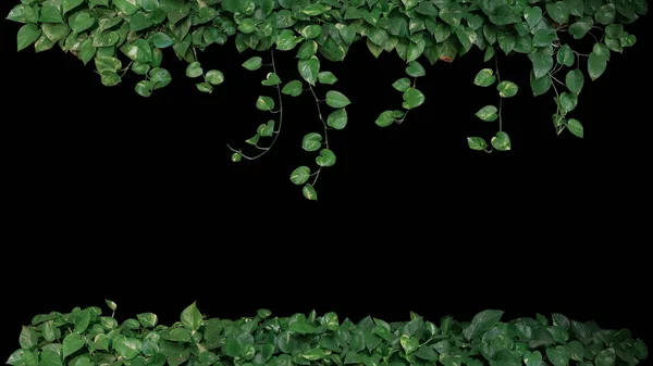 Green variegated leaves of devil\'s ivy or golden pothos (Epipremnum aureum), tropical foliage plant bush with hanging vine branches on black background.