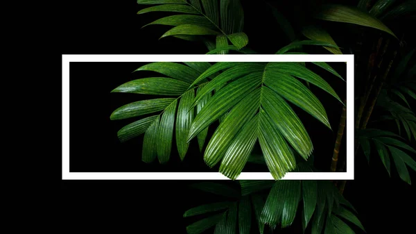 热带棕榈叶自然框架布局 热带雨林叶乔木黑色背景 白色框架边界 — 图库照片