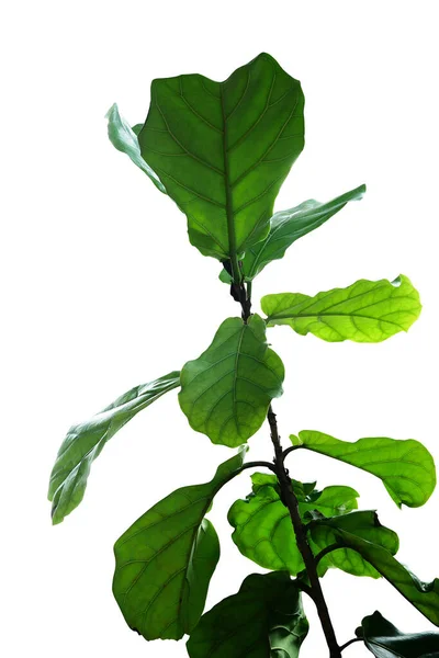 Zelené Listy Housle List Fíkovník Ficus Lyrata Populární Okrasný Strom — Stock fotografie