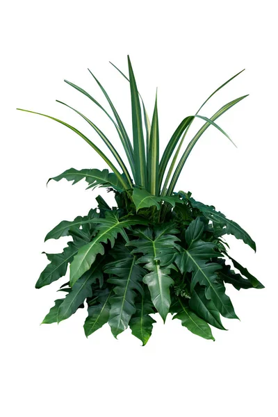 Zielone Liście Tropikalne Liści Krzew Roślin Filodendron Dracaena Paproć Kwiatowe — Zdjęcie stockowe