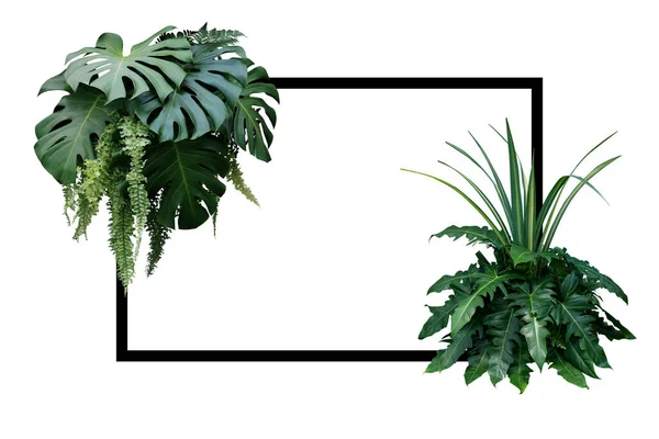 Tropické Listy Přírodní Hranice Listoví Rostlina Keře Monstera Kapradina Filodendron — Stock fotografie