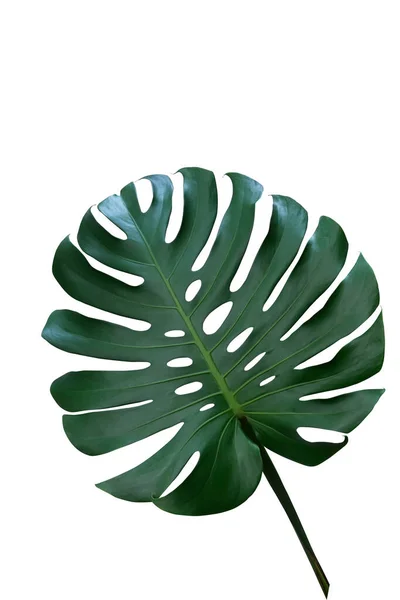 Feuilles Vert Foncé Monstère Philodendron Feuilles Fendues Monstera Deliciosa Plante — Photo