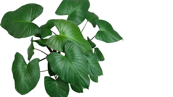 Coração Forma Folhas Verdes Escuras Planta Homalomena Homalomena Rubescens Planta — Fotografia de Stock